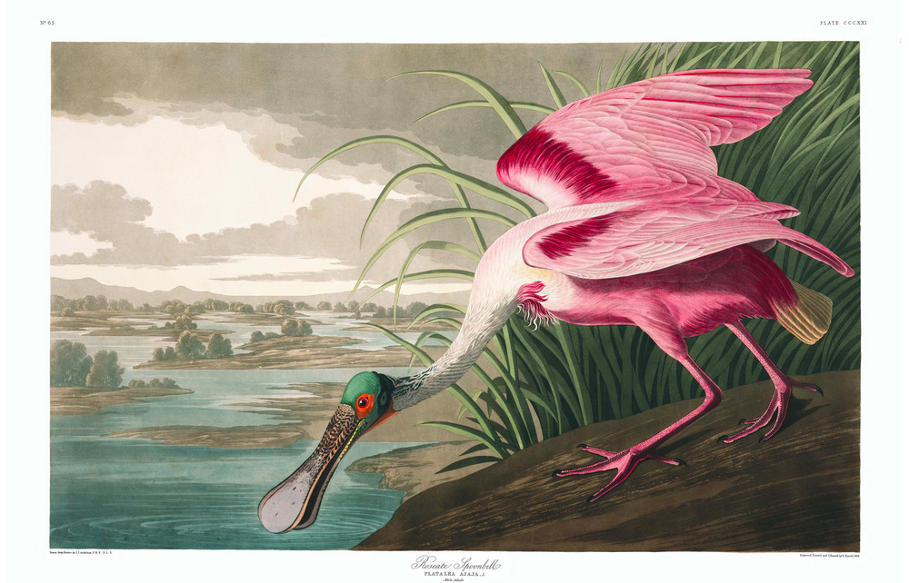 Drawing by John James Audubon - Pink Swallow, plate 321