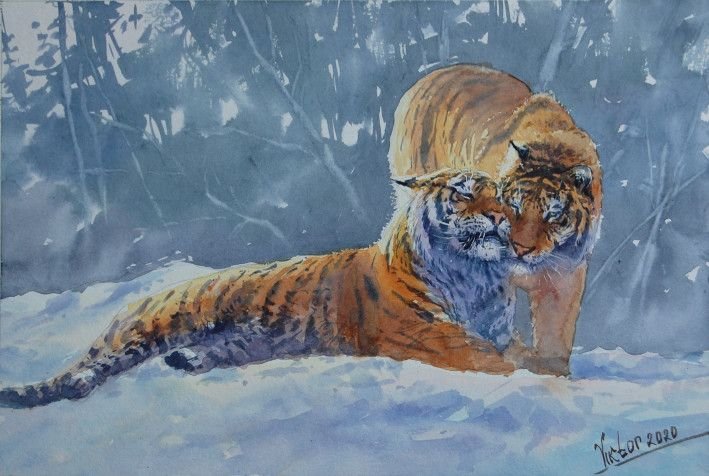 Картина «Тигры на снегу», акварель, бумага. Художник Микитенко Виктор. Купить картину