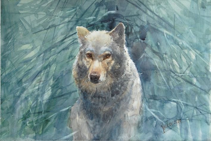 Painting «Wolf», watercolor, paper. Painter Mykytenko Viktor. Buy painting