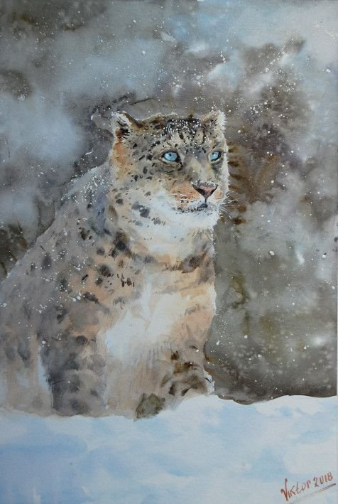 Painting «Snow Leopard», watercolor, paper. Painter Mykytenko Viktor. Buy painting