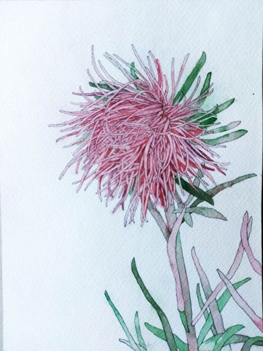 Painting «Aster», watercolor, paper. Painter Bulkina Anna. Buy painting