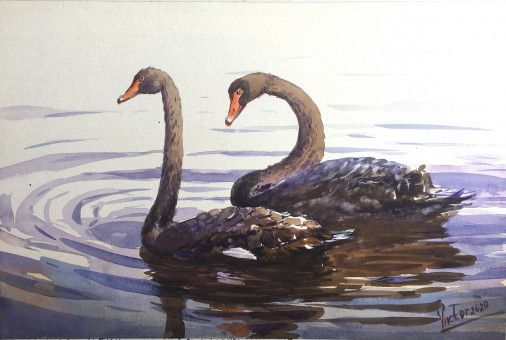 Painting «swans», watercolor, paper. Painter Mykytenko Viktor. Buy painting