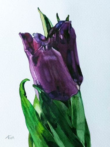 Painting «Portrait of a purple tulip», watercolor, paper. Painter Bulkina Anna. Buy painting