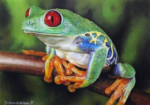 Painting «Frog», watercolor, paper, pastel. Painter Dobrovolska Maryna. Sold