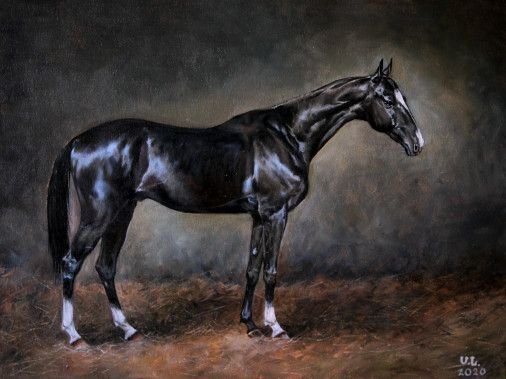Painting «Akhal-Teke stallion Khalil Shael», oil, canvas. Painter Lychahina Yuliia. Sold