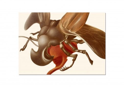 Painting «Insect», pencil, paper. Painter Cherednychenko Veronika. Sold