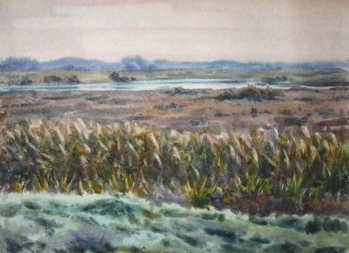 Painting «Reeds», watercolor, paper. Painter Korinok Viktor. Buy painting