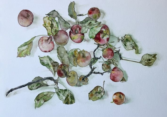 Painting «Apple’s for 2022», watercolor, paper. Painter Bulkina Anna. Buy painting