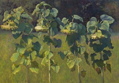 Painting «Sunflowers», oil, canvas. Painter Hiedzievich Stanislav. Buy painting